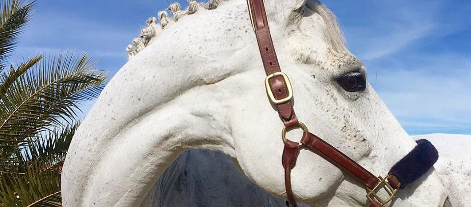 clases de equitación en madrid. aprende a montar a caballo. blog de caballos nmv horses