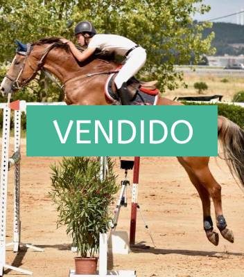 NMV market-caballo-vendido-salto