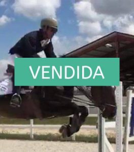 NMV market. venta de caballos. blog de venta de caballos