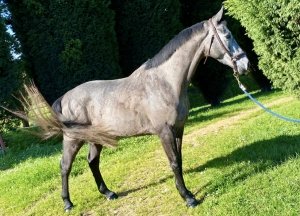 otelo caballo de salto en venta