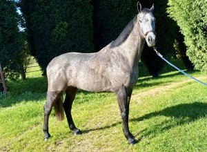 otelo caballo de salto en venta