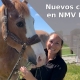 nuevos caballos en nmv horses